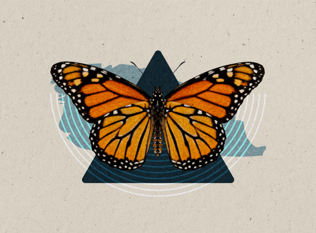 BUTTERFLY
