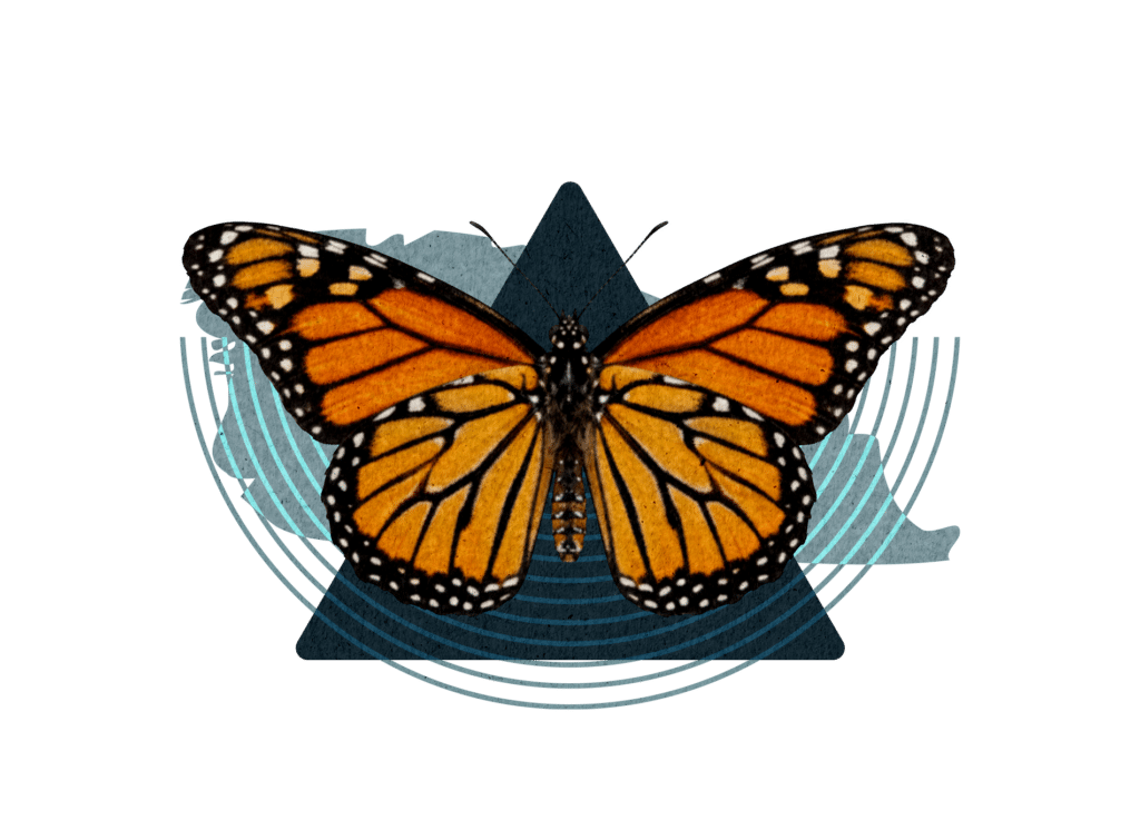 BUTTERFLY