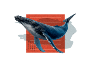 WHALE